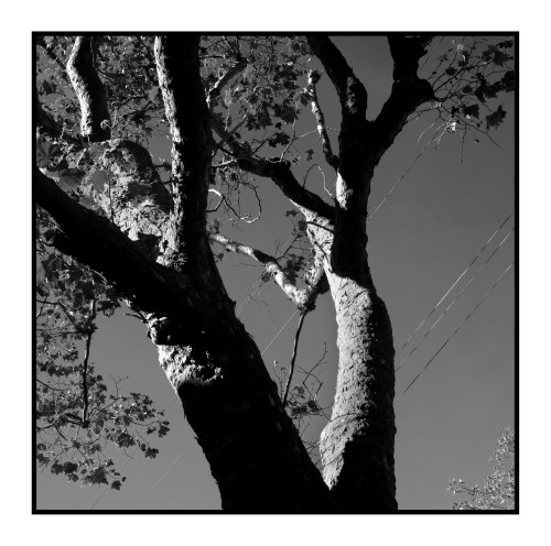 IMGP4468-cropbw copy