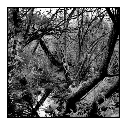 IMGP2437-crop-bw copy